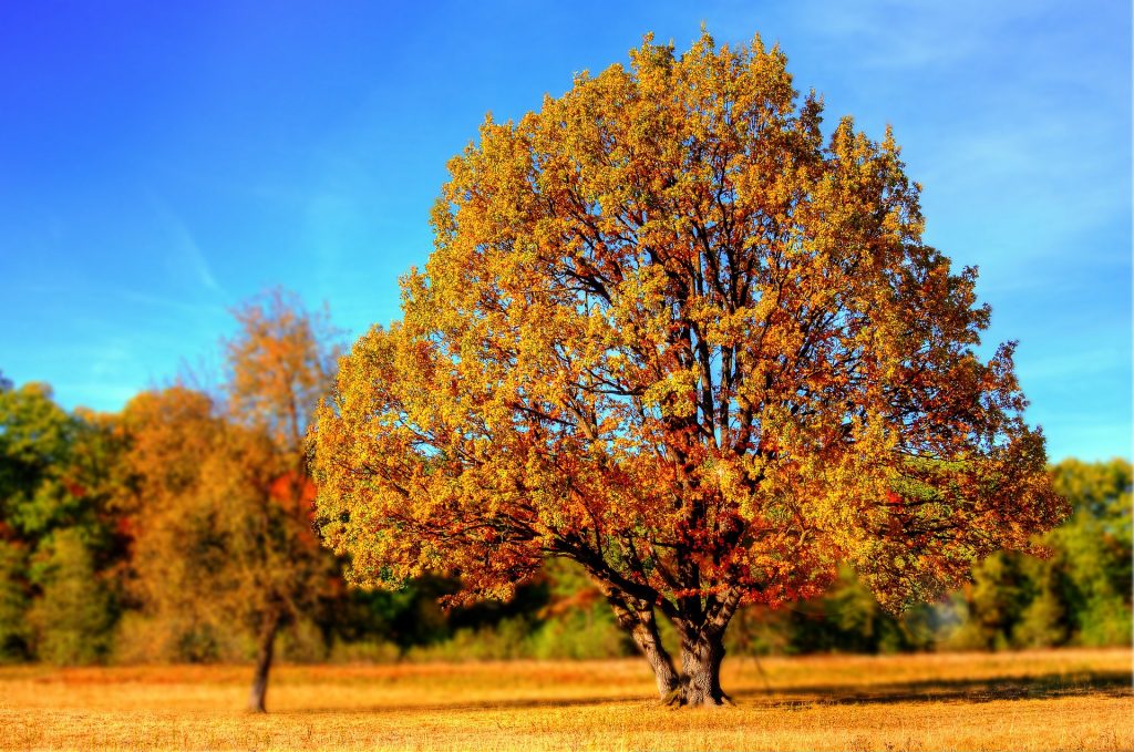 tree-99852_1920