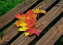 fall-foliage-1740841_1920