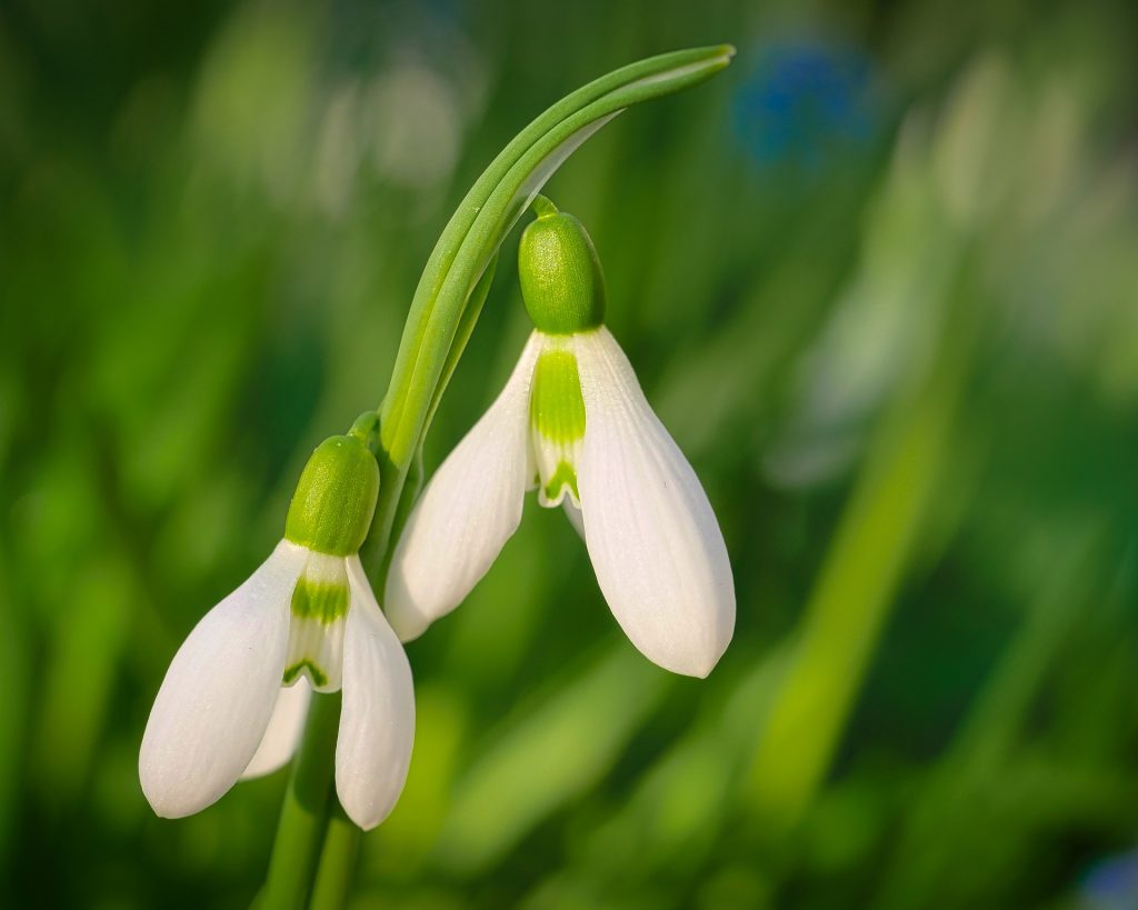 flower-3186222_1920
